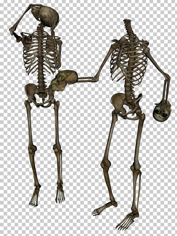 Human Skeleton Skull Diplodocus Anatomy PNG, Clipart, Anatomy, Bone, Diplodocus, Fantasy, Figurine Free PNG Download