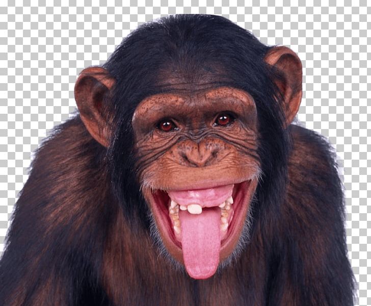Macaque Mandrill Monkey Cercopithecidae PNG, Clipart, Aggression, Animal, Animals, Cercopithecidae, Chimpanzee Free PNG Download