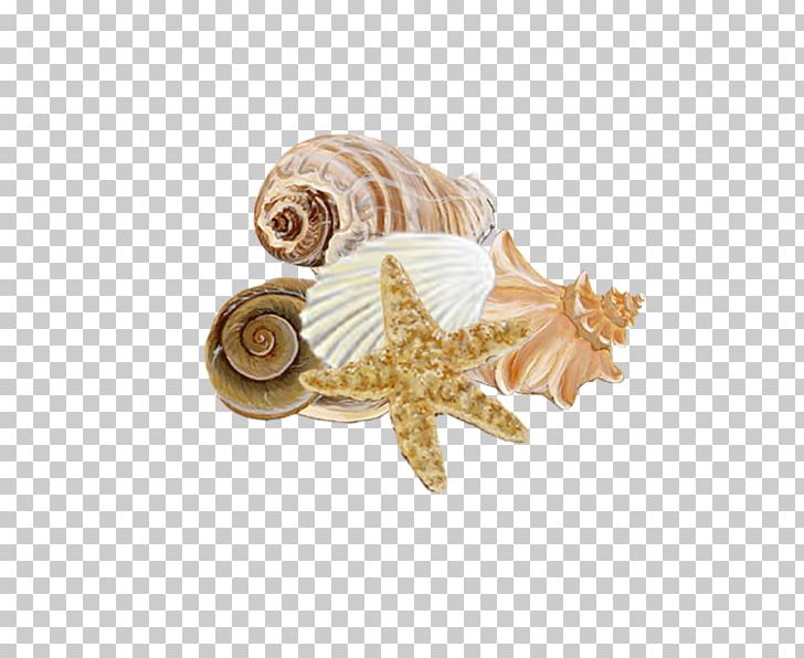 Seashell Mollusc Shell Conchology Seabed PNG, Clipart, Animals, Beach, Conch, Conchology, Invertebrate Free PNG Download