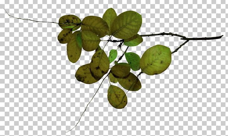 Twig Leaf Fruit PNG, Clipart, Branch, Food, Fruit, Leaf, Plant Free PNG Download