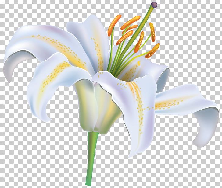 Easter Lily Tiger Lily Lilium Candidum Flower PNG, Clipart, Arumlily, Cut Flowers, Daylily, Easter Lily, Flower Free PNG Download