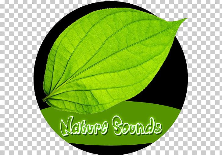 Green Leaf PNG, Clipart, Green, Leaf, Nature, Plant, Relaxation Free PNG Download