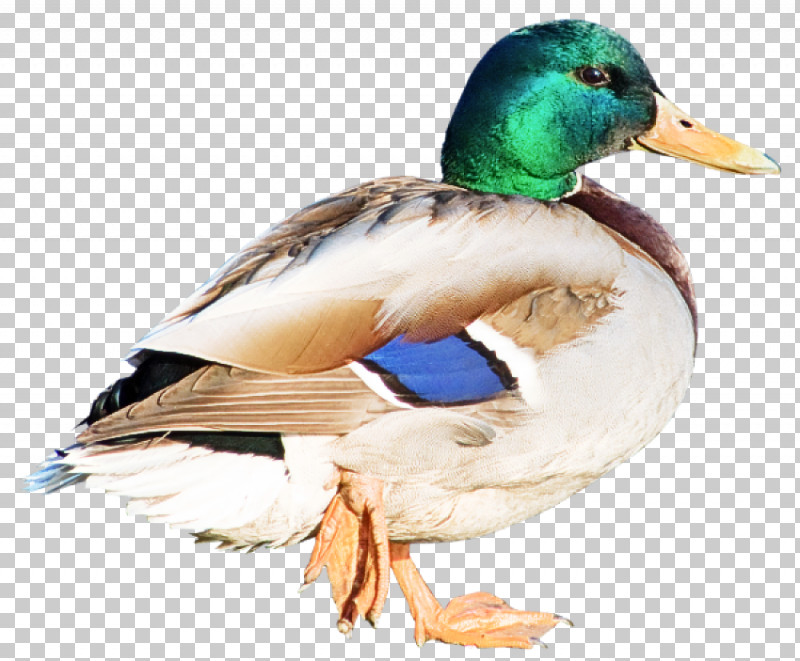 Bird Duck Mallard Water Bird Ducks, Geese And Swans PNG, Clipart, American Black Duck, Beak, Bird, Duck, Ducks Geese And Swans Free PNG Download