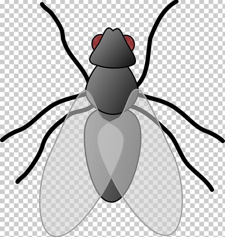 Beetle Insect Wing PNG, Clipart, Animal, Animals, Arthropod, Background Gray, Black And White Free PNG Download
