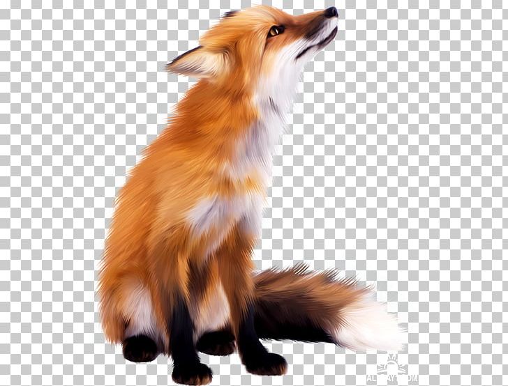Red Fox Zorro PNG, Clipart, Animal, Animals, Business, Canidae, Carnivoran Free PNG Download