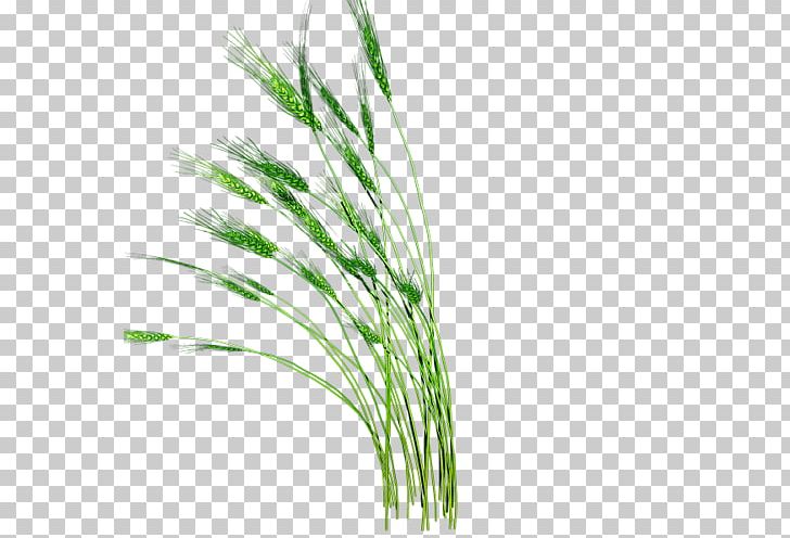 Rice Gadu PNG, Clipart, Chrysopogon Zizanioides, Commodity, Data, Download, Grass Free PNG Download
