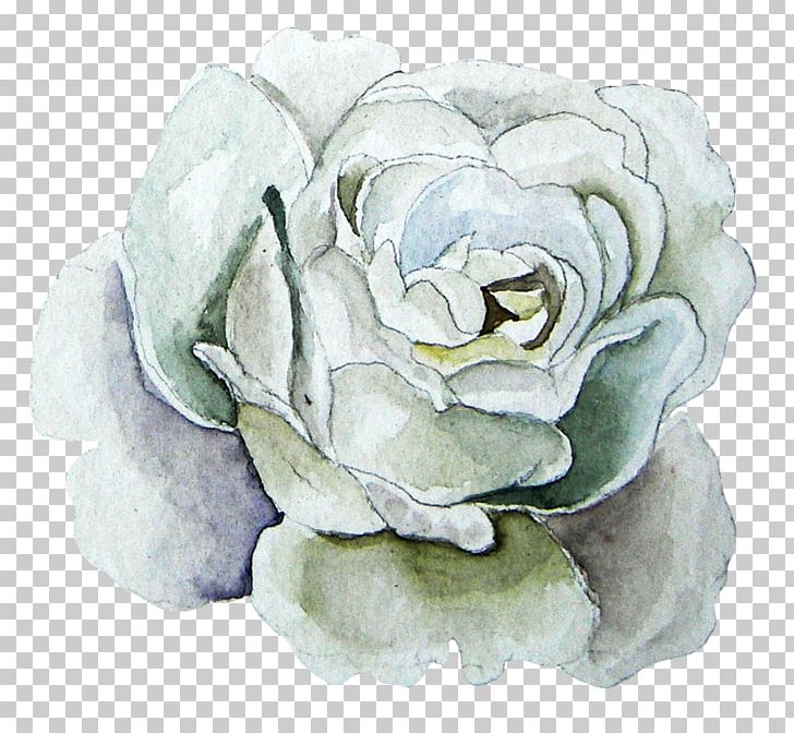Watercolor Painting Garden Roses Beach Rose PNG, Clipart, Background White, Black White, Cartoon, Cluster, Floral Free PNG Download