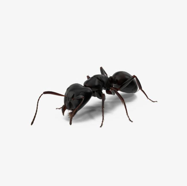 Black Ants PNG, Clipart, Animal, Ant, Ants Clipart, Black, Black Clipart Free PNG Download