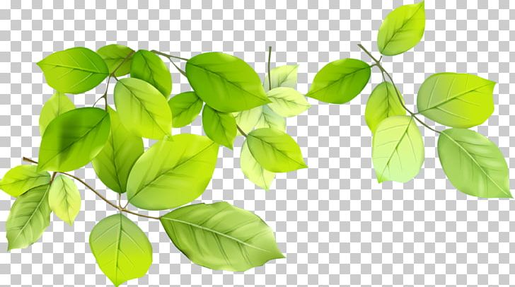 Desktop PNG, Clipart, Autumn Leaf Color, Basil, Branch, Computer Icons, Ctype Asteroid Free PNG Download