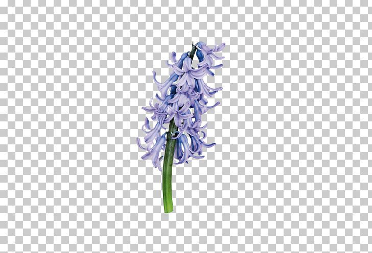 Hyacinthus Orientalis Purple Flower PNG, Clipart, Art, Cut Flowers, Encapsulated Postscript, Flora, Floral Design Free PNG Download