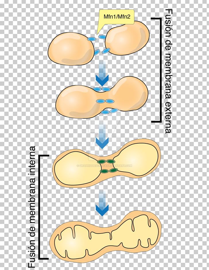 Mitochondrial Fusion Mitochondrion Art Painting Drawing PNG, Clipart, Area, Art, Digital Art, Drawing, Eyewear Free PNG Download