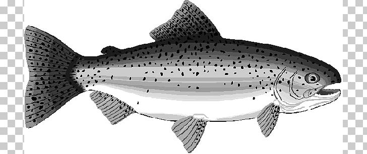 Rainbow Trout Salmon PNG, Clipart, Black And White, Bony Fish, Brook Trout, Brown Trout, Cod Free PNG Download