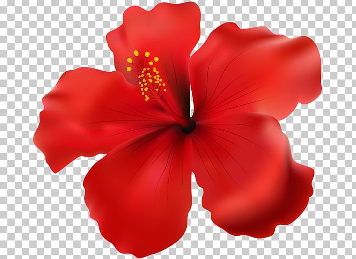 Shoeblackplant PNG, Clipart, China Rose, Chinese Hibiscus, Clip Art, Download, Flower Free PNG Download