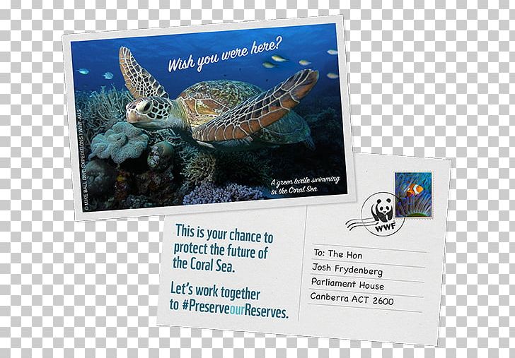 WWF-Australia Great Barrier Reef World Wide Fund For Nature Coral Sea Conservation PNG, Clipart, Advertising, Australia, Brand, Conservation, Coral Sea Free PNG Download