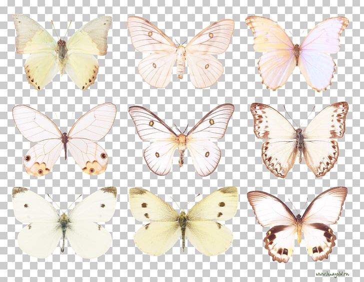 Brush-footed Butterflies Pieridae Silkworm Butterfly Butterflies And Moths PNG, Clipart, Arthropod, Bombycidae, Brush Footed Butterflies, Brush Footed Butterfly, Butterflies And Moths Free PNG Download