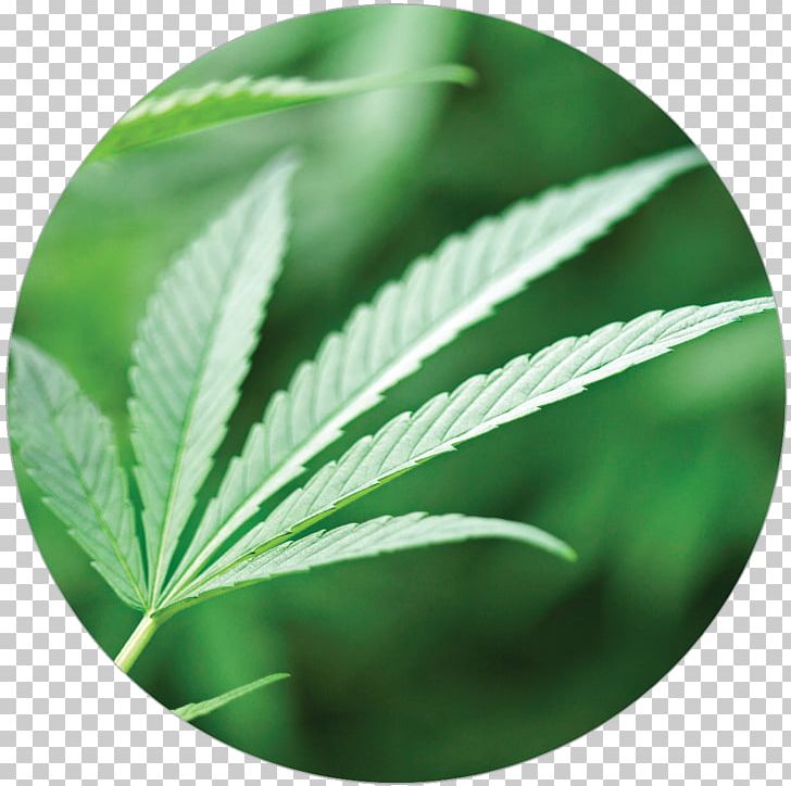 Cannabis Leaf PNG, Clipart, Cannabis, Hemp, Hemp Family, Leaf, Plant Free PNG Download