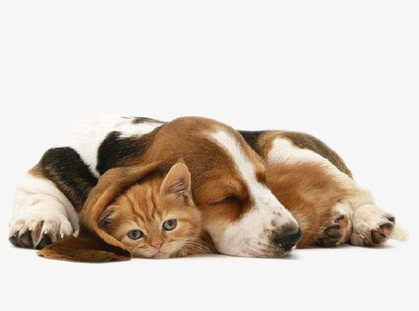 Cats And Dogs Dogs PNG, Clipart, Animal, Bed, Cat, Cats Clipart, Cats Clipart Free PNG Download