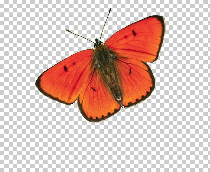 Clouded Yellows Monarch Butterfly Gossamer-winged Butterflies Brush-footed Butterflies PNG, Clipart, Arthropod, Book, Brush Footed Butterfly, Butterflies And Moths, Butterfly Free PNG Download