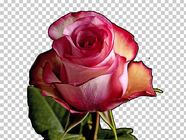 Garden Roses Cabbage Rose Floribunda China Rose Flower PNG, Clipart,  Free PNG Download