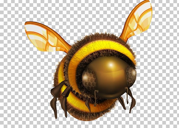 Honey Bee Insect PNG, Clipart, Arthropod, Bee, Cartoon, Colony Collapse Disorder, Computer Wallpaper Free PNG Download
