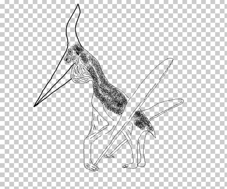Pteranodon Drawing Visual Arts Sketch PNG, Clipart, Art, Black And White, Canidae, Carnivoran, Com Free PNG Download