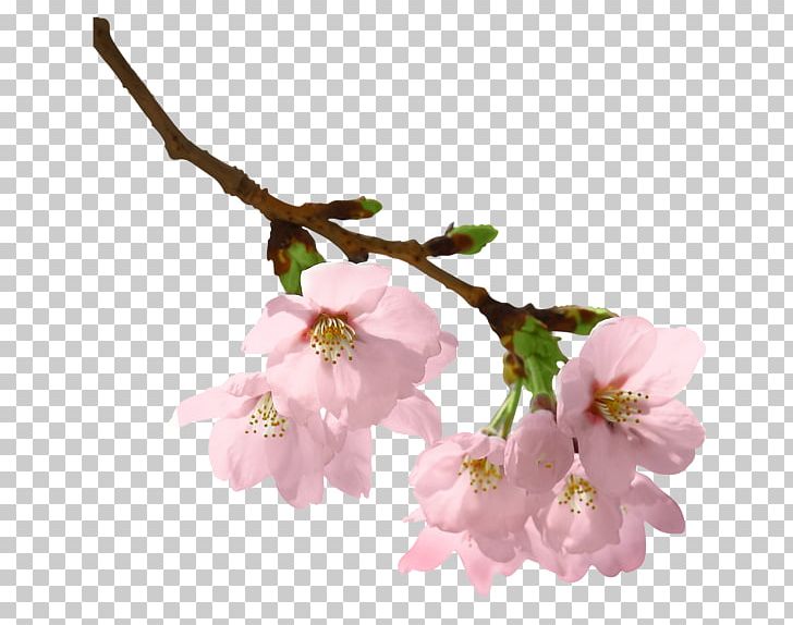 Spring Branch PNG, Clipart, Blossom, Branch, Cherry Blossom, Desktop Wallpaper, Flower Free PNG Download