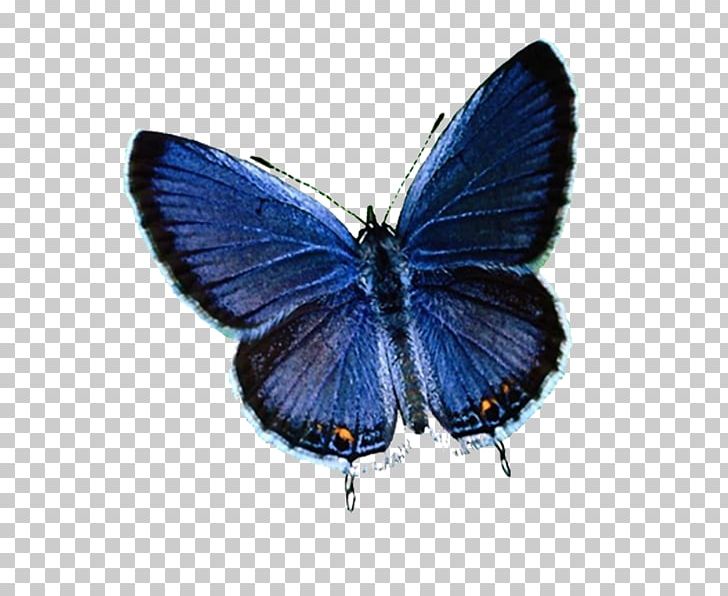Butterfly Insect Menelaus Blue Morpho Brush-footed Butterflies PNG, Clipart, Arthropod, Blue, Brush Footed Butterflies, Brush Footed Butterfly, Butterflies And Moths Free PNG Download