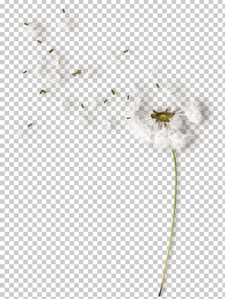 Flower White Color PNG, Clipart, Blossom, Branch, Clip Art, Color, Common Dandelion Free PNG Download