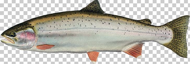 Freshwater Fish Rainbow Trout Animal PNG, Clipart, Animal, Animal Figure, Animals, Aquatic Animal, Bony Fish Free PNG Download
