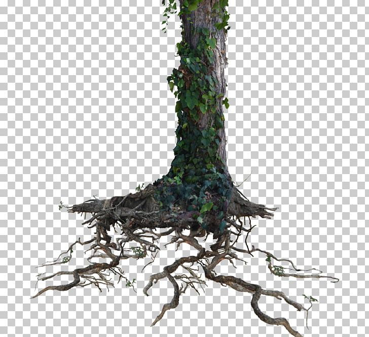 Tree Root Trunk PNG, Clipart, Branch, Clip Art, Deviantart, Digital Image, Digital Media Free PNG Download