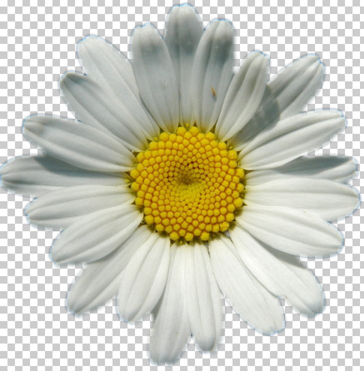 Common Daisy Daisy Chain Flower PNG, Clipart, Aster, Chamaemelum Nobile, Chamomile, Chrysanths, Common Daisy Free PNG Download