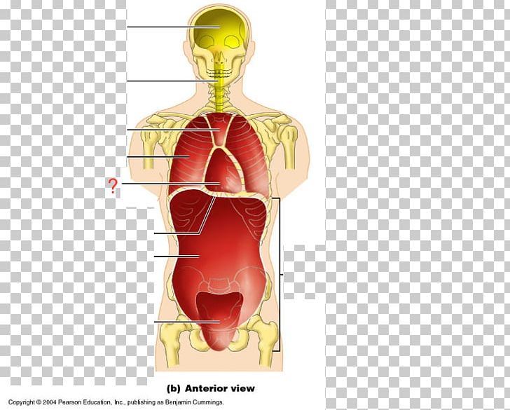 Ventral Body Cavity Anatomy Coronal Plane Human Body PNG, Clipart, Abdomen, Abdominal Cavity, Anatomy, Body Cavity, Coronal Plane Free PNG Download