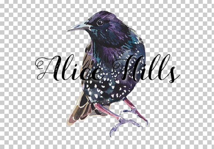 British Garden Birds American Crow Pelican Bird Illustrations PNG, Clipart, Alice, American Crow, Animals, Art, Beak Free PNG Download