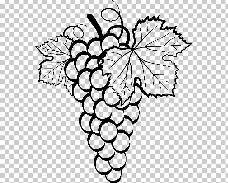 Common Grape Vine Drawing PNG, Clipart, Black And White, Bunch, Colo