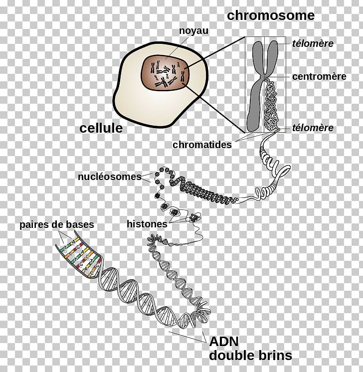 DNA Chromosome Genetics Chromatin PNG, Clipart, Angle, Auto Part, Biology, Cell, Cell Nucleus Free PNG Download