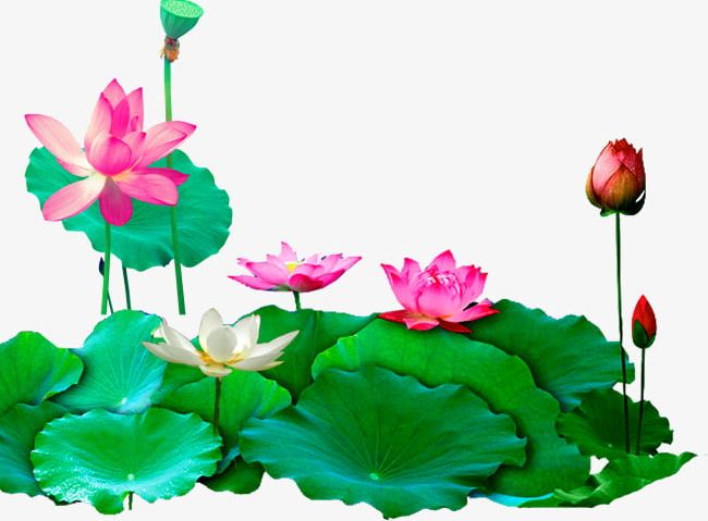 Lotus Lotus PNG, Clipart, Bud, Green, Leaf, Lotus, Lotus Clipart Free PNG Download