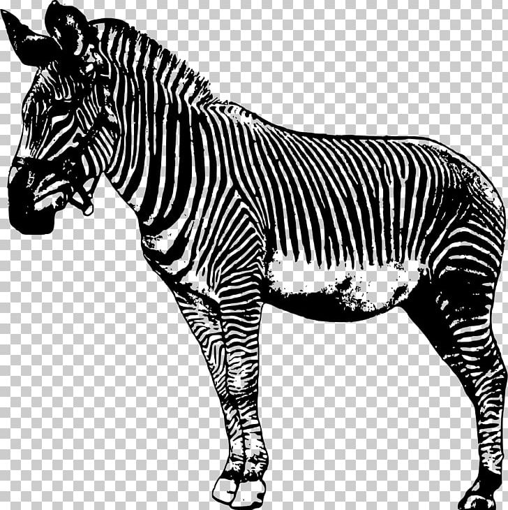Zebra Drawing PNG, Clipart, Animal Figure, Animals, Black And White, Cartoon, Clip Free PNG Download