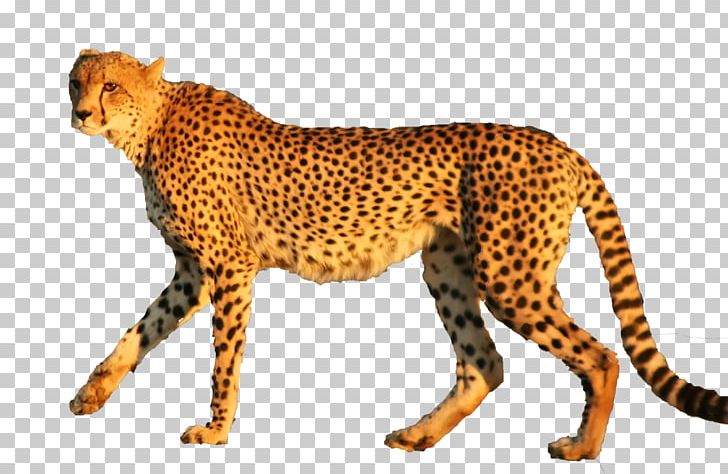 Cheetah Leopard Jaguar Animal Cat PNG, Clipart, Animal, Animal Figure, Animals, Big Cats, Carnivoran Free PNG Download