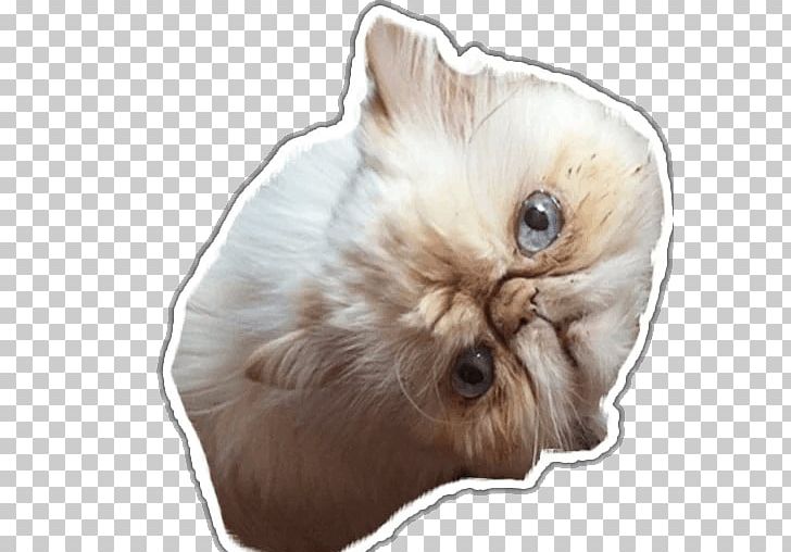 Whiskers Kitten Dog Fur Snout PNG, Clipart, Animals, Carnivoran, Cat, Cat Like Mammal, Dog Free PNG Download