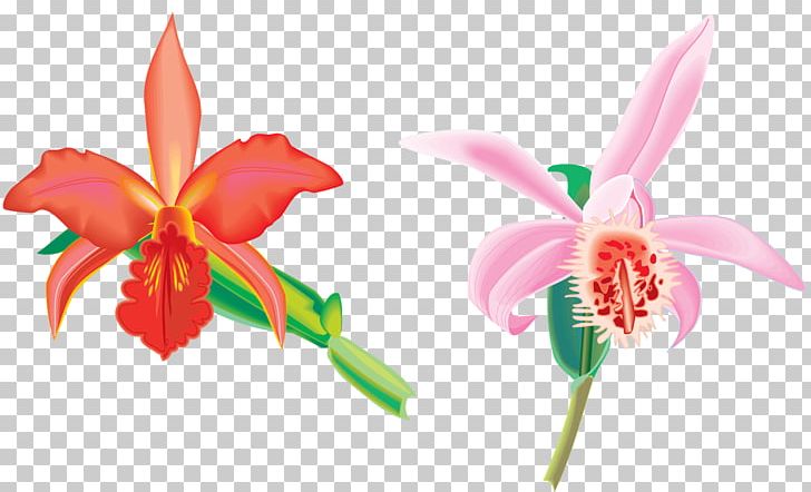 Animation Drawing PNG, Clipart, Animation, Cartoon, Cattleya, Cattleya Orchids, Cut Flowers Free PNG Download