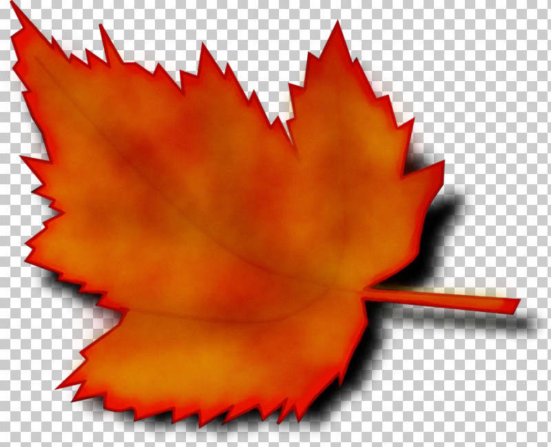 Maple Leaf PNG, Clipart, Acer Nigrum, Cartoon, Deciduous, Japanese Maple, Leaf Free PNG Download