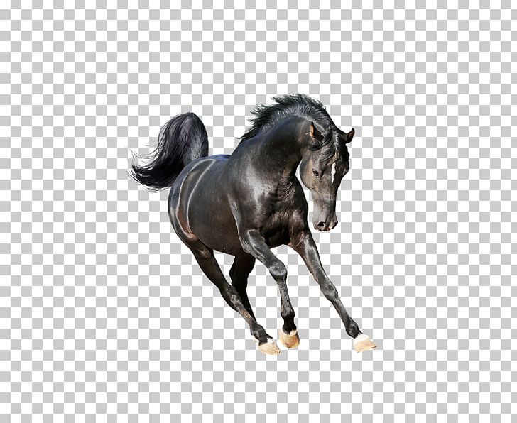 Arabian Horse Mustang Stallion American Paint Horse Mare PNG, Clipart, Animal, Animal Figure, Arabian Horse, Black, Bridle Free PNG Download