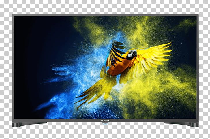 Companion Parrot Euroarts Color Macaw PNG, Clipart, Advertising, Animals, Blueandyellow Macaw, Color, Companion Parrot Free PNG Download