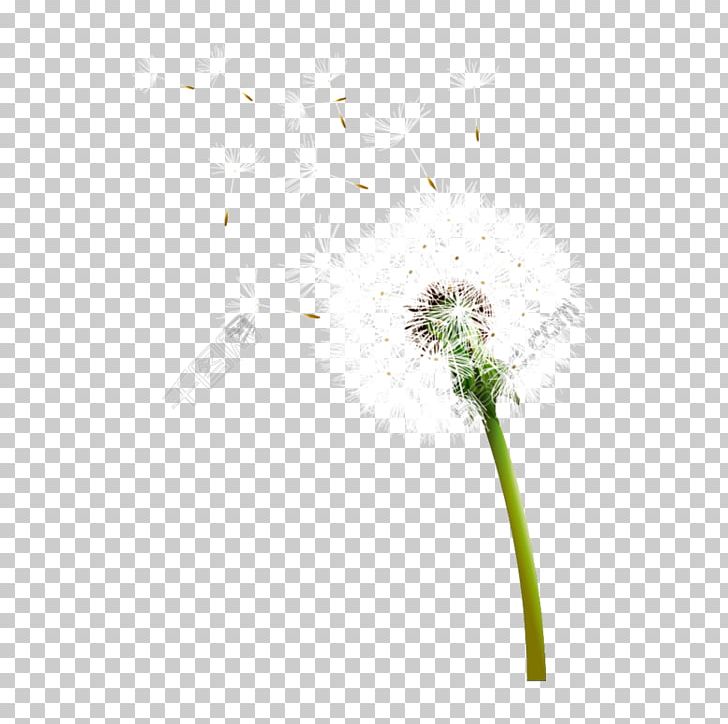 Flower Plant Stem Stock Photography Close-up PNG, Clipart, Closeup, Dandelion, Family, Flora, Flower Free PNG Download