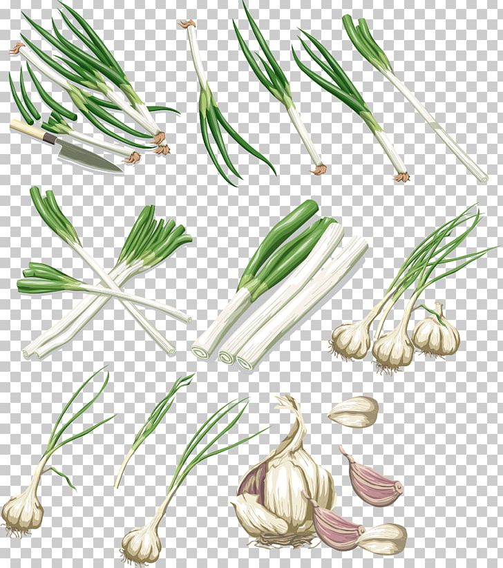 Vegetable Garlic Onion Allium Fistulosum PNG, Clipart, Alliaceae, Allium Fistulosum, Commodity, Flower, Food Free PNG Download