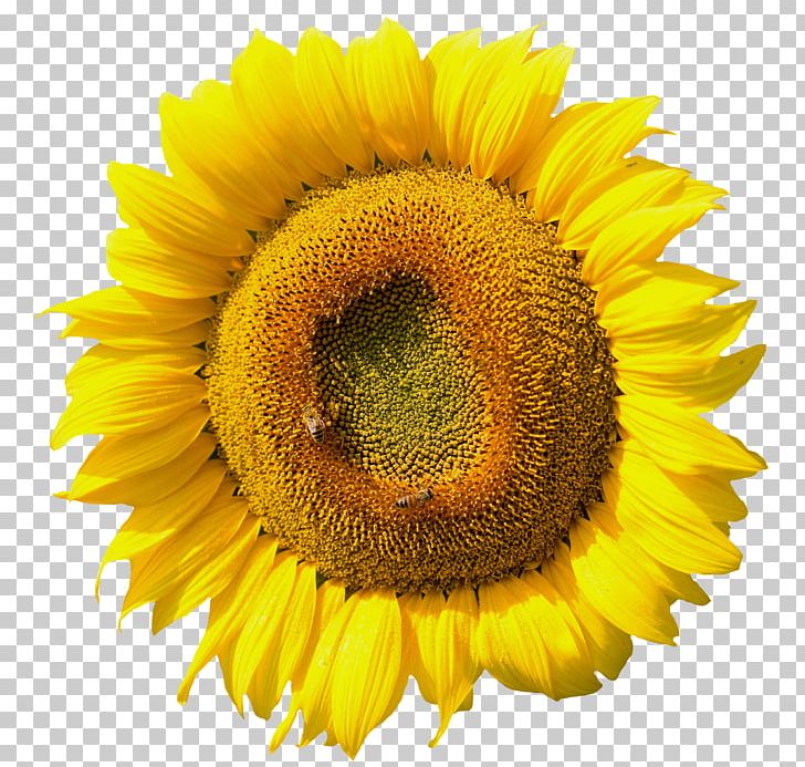 Common Sunflower Sunflower Seed Pollen Daisy Family PNG, Clipart, Annual Plant, Anthesis, Common Sunflower, Daisy Family, Flower Free PNG Download