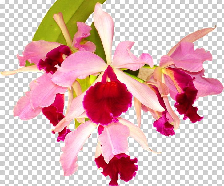 Orchids Flower Desktop Photography PNG, Clipart, Blossom, Cattleya, Cattleya Labiata, Caucaea Nubigena, Color Free PNG Download