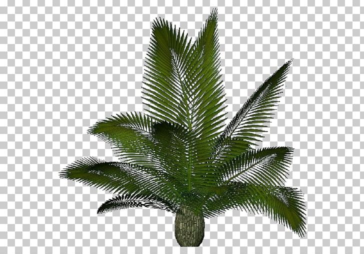 Arecaceae Sago Palm Cycas Rumphii Houseplant Cycas Panzhihuaensis PNG, Clipart, Arecaceae, Arecales, Cycad, Cycas, Cycas Rumphii Free PNG Download