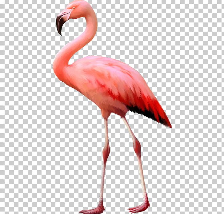 Bird Flamingo Stock Photography Desktop PNG, Clipart, Beak, Bird, Desktop Wallpaper, Flamant, Flamant Rose Free PNG Download