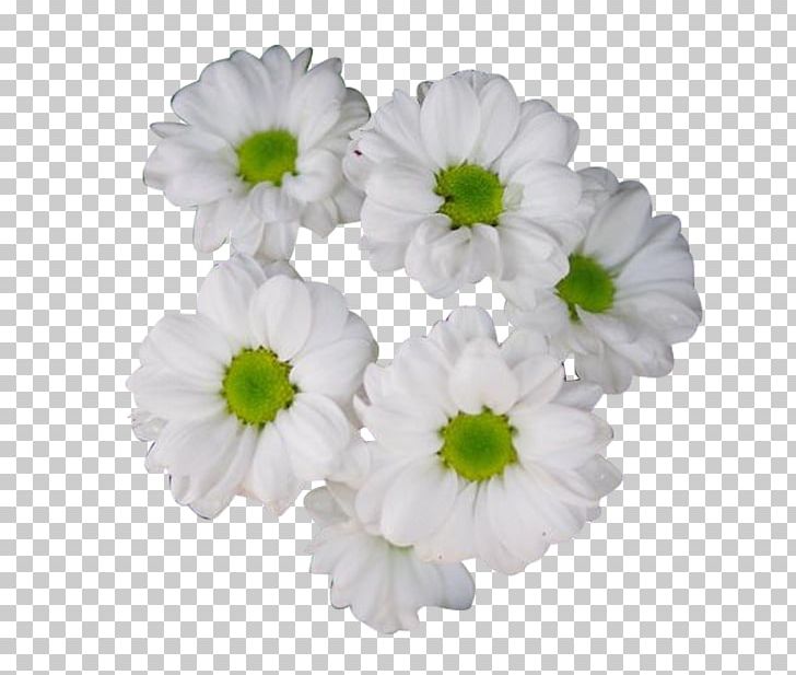Chrysanthemum Xd7grandiflorum Chrysanthemum Tea PNG, Clipart, Adobe Illustrator, Annual Plant, Back, Black White, Chrysanthemum Chrysanthemum Free PNG Download